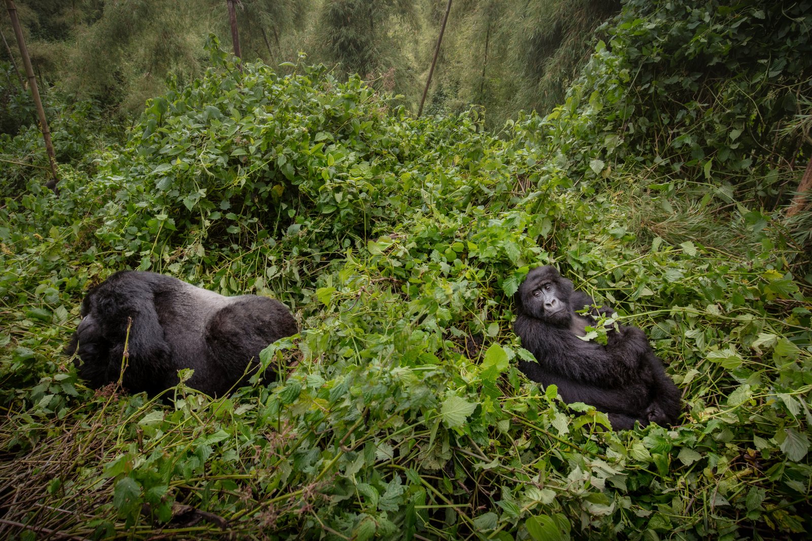 Gorilla Trekking in Uganda